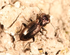 Notiophilus germinyi