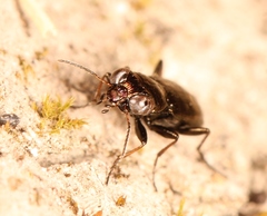 Notiophilus germinyi