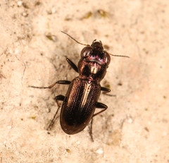 Notiophilus germinyi