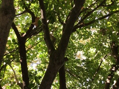 Griselinia littoralis