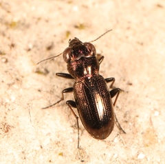 Notiophilus germinyi