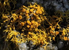 Polycauliona coralloides