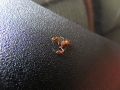 Chirothecia