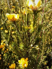 Pultenaea divaricata