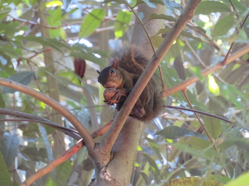 Guianan Squirrel