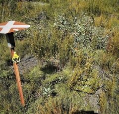 Pultenaea divaricata