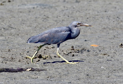 Egretta sacra