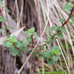 Chaetolepis microphylla