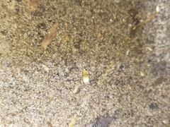 Atelurinae
