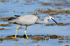 Egretta novaehollandiae