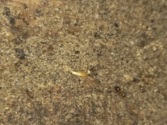 Atelurinae