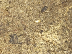 Atelurinae