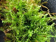 Jungermannia atrovirens
