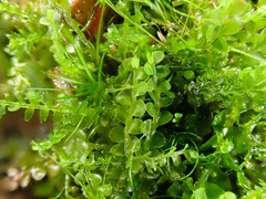 Jungermannia atrovirens