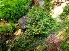 Liochlaena lanceolata