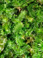 Liochlaena lanceolata