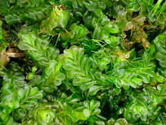 Liochlaena lanceolata