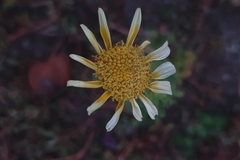 Glebionidinae