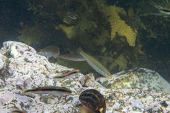 Stethojulis interrupta