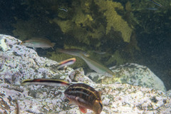 Stethojulis interrupta