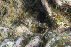 Enneapterygius atrogulare
