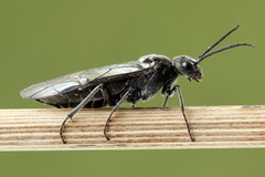 Dolerus nigratus