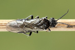 Dolerus nigratus