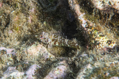 Enneapterygius atrogulare