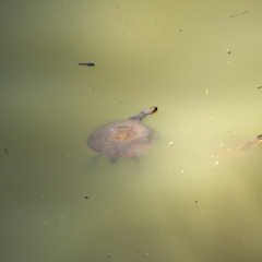 Emydura macquarii