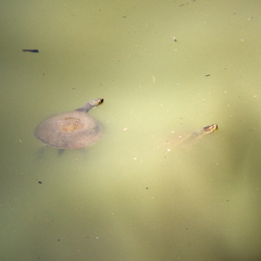 Emydura macquarii