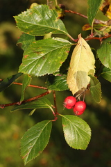 Crataegus persimilis