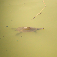Emydura macquarii
