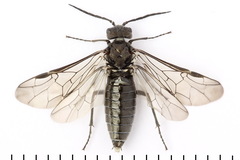 Dolerus nigratus