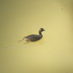 Tachybaptus novaehollandiae