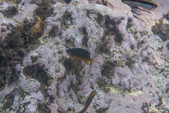 Plectroglyphidodon gascoynei