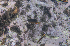 Plectroglyphidodon gascoynei