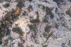 Plectroglyphidodon gascoynei