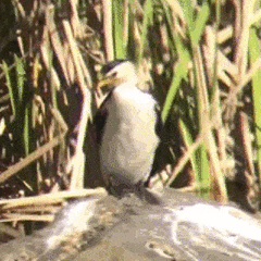 Microcarbo melanoleucos