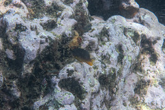 Plectroglyphidodon gascoynei