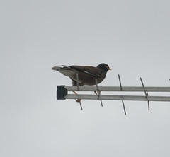 Acridotheres tristis