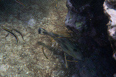 Meuschenia freycineti