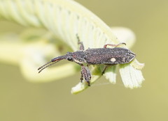 Rhinotia bimaculata