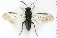 Dolerus picipes