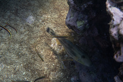 Meuschenia freycineti