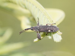Rhinotia bimaculata