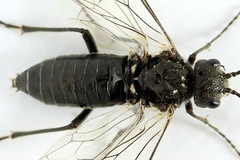 Dolerus picipes