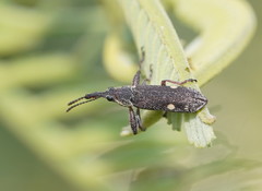 Rhinotia bimaculata