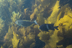 Meuschenia freycineti