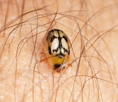 Peltoschema hamadryas