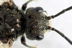 Dolerus picipes